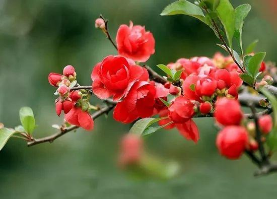 春意融融什么意思，春色融融是什么意思（春风吹暖 海棠花开）