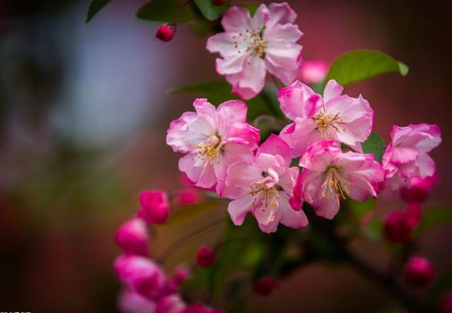 春意融融什么意思，春色融融是什么意思（春风吹暖 海棠花开）