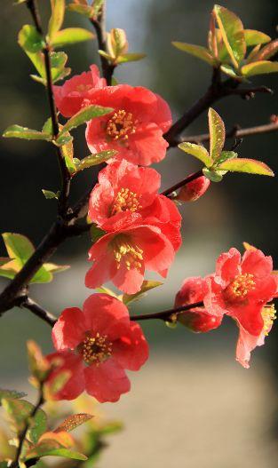 春意融融什么意思，春色融融是什么意思（春风吹暖 海棠花开）