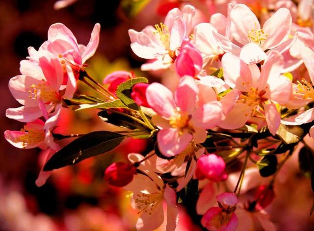 春意融融什么意思，春色融融是什么意思（春风吹暖 海棠花开）