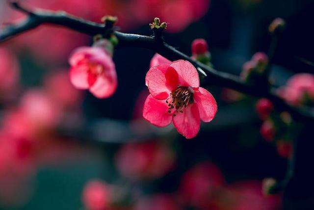 春意融融什么意思，春色融融是什么意思（春风吹暖 海棠花开）