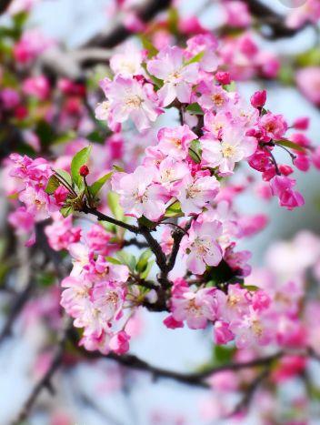 春意融融什么意思，春色融融是什么意思（春风吹暖 海棠花开）