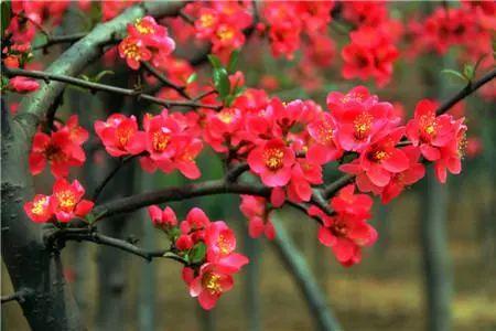 春意融融什么意思，春色融融是什么意思（春风吹暖 海棠花开）