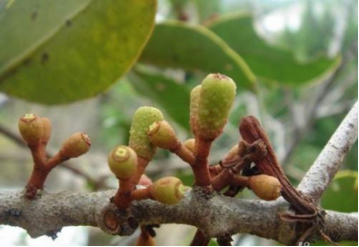 桑皮的功效与作用，桑皮的功效和作用美容（一棵桑树竟然有这么多种中药材）