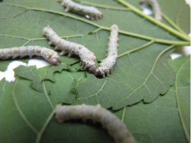 桑皮的功效与作用，桑皮的功效和作用美容（一棵桑树竟然有这么多种中药材）