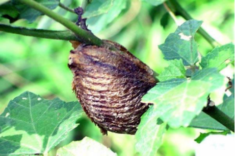 桑皮的功效与作用，桑皮的功效和作用美容（一棵桑树竟然有这么多种中药材）