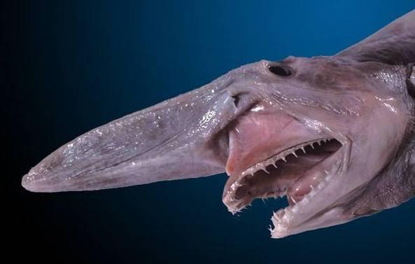 十大令人震惊的海洋物种，世界上15种最大的海洋生物（全球十大最怪异海洋生物）