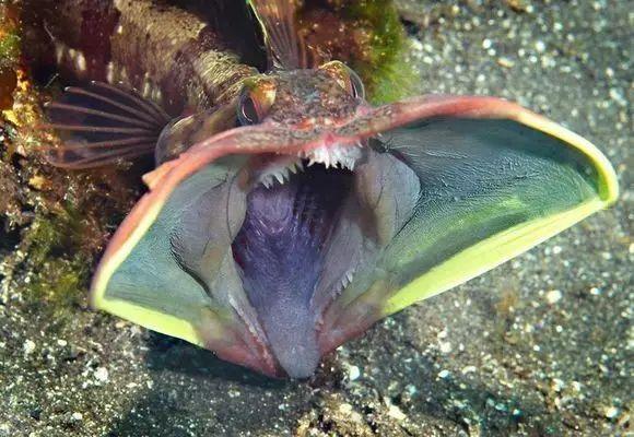 十大令人震惊的海洋物种，世界上15种最大的海洋生物（全球十大最怪异海洋生物）