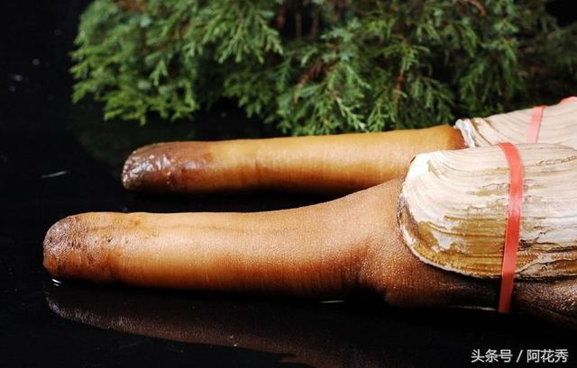 象拔蚌是什么，象拔蚌：我男友力爆棚（螺旋象拔蚌是什么）