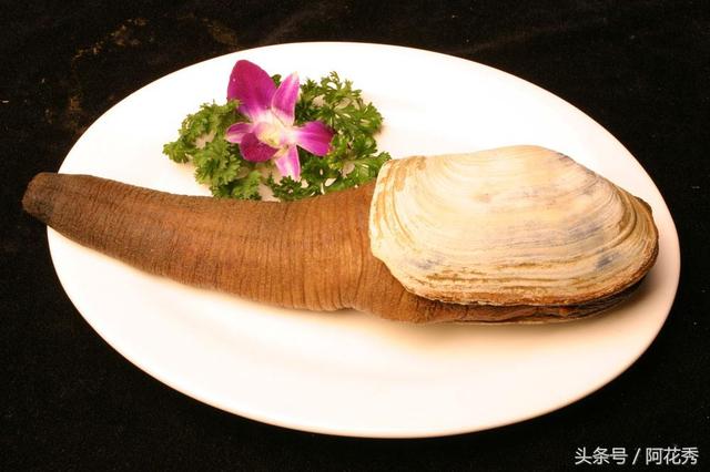 象拔蚌是什么，象拔蚌：我男友力爆棚（螺旋象拔蚌是什么）