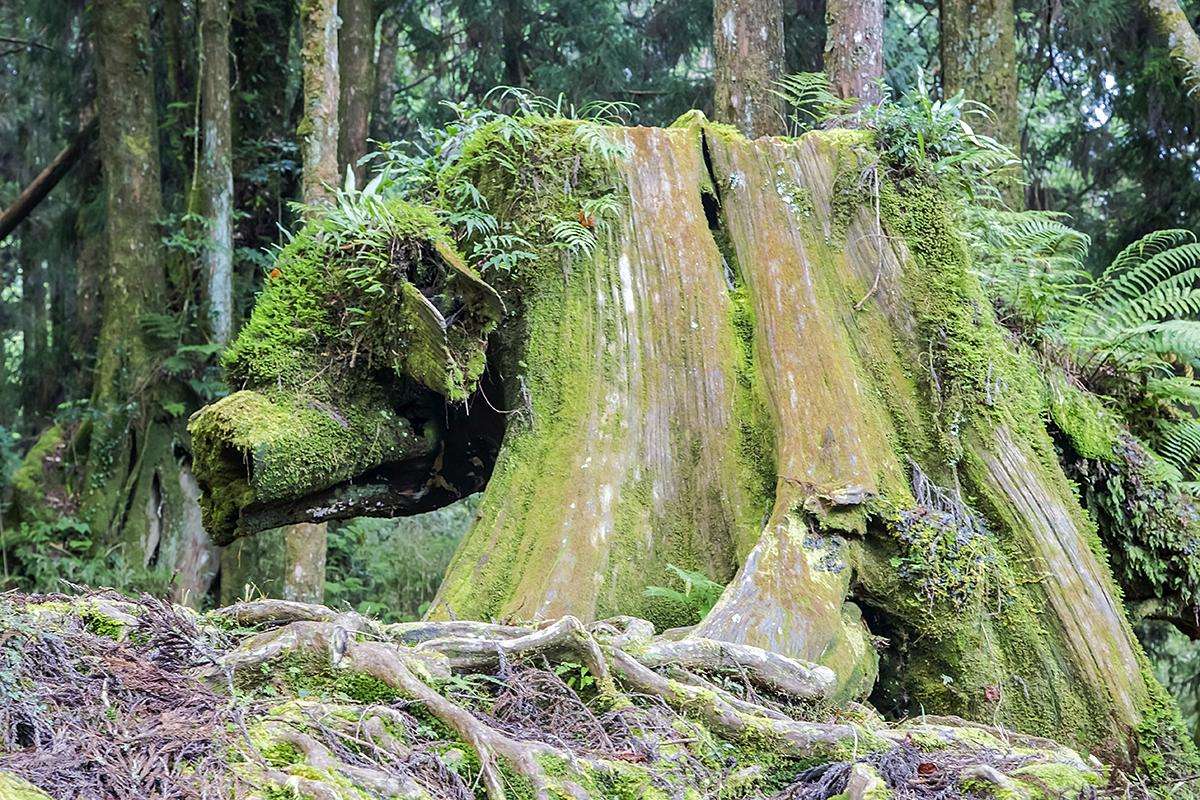 亚洲最古老的树王,3000岁了 - 渡人渡己民间故事