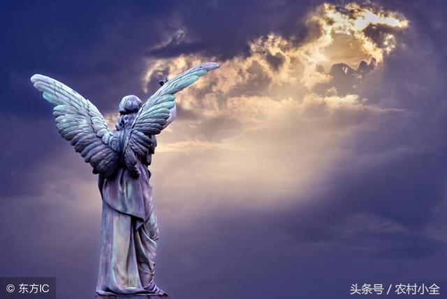 无花果为什么叫无花果，无花果为什么叫无花果小鸡（无花果为什么叫它无花果）