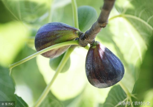 无花果为什么叫无花果，无花果为什么叫无花果小鸡（无花果为什么叫它无花果）