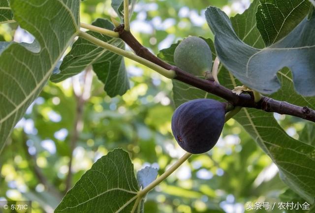 无花果为什么叫无花果，无花果为什么叫无花果小鸡（无花果为什么叫它无花果）