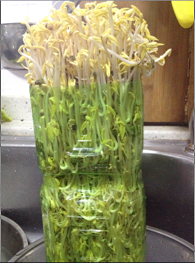 矿泉水瓶手工制作花瓶，趣味变废为宝手工制作（用来养花实在太棒了）