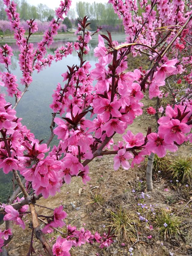 十二月花神之一月梅花花语及传说，十二花神十月（每月都有“花神”在）