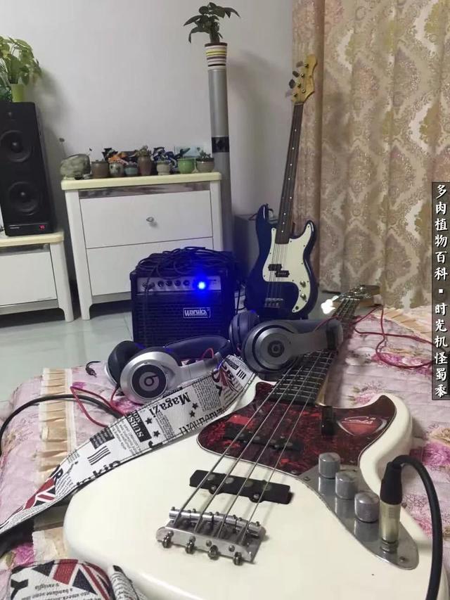 多肉酒窝玫瑰怎么养，多肉酒窝玫瑰怎么养殖（怪蜀黍的多肉楼顶）