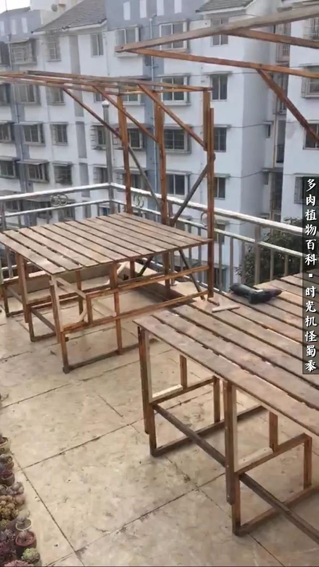多肉酒窝玫瑰怎么养，多肉酒窝玫瑰怎么养殖（怪蜀黍的多肉楼顶）