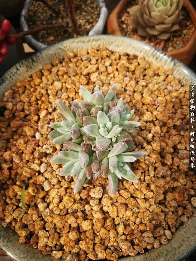 多肉酒窝玫瑰怎么养，多肉酒窝玫瑰怎么养殖（怪蜀黍的多肉楼顶）