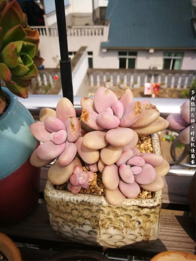 多肉酒窝玫瑰怎么养，多肉酒窝玫瑰怎么养殖（怪蜀黍的多肉楼顶）