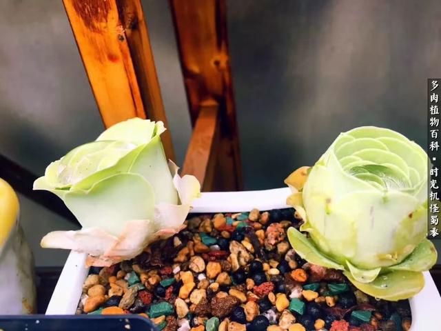 多肉酒窝玫瑰怎么养，多肉酒窝玫瑰怎么养殖（怪蜀黍的多肉楼顶）