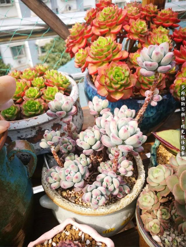 多肉酒窝玫瑰怎么养，多肉酒窝玫瑰怎么养殖（怪蜀黍的多肉楼顶）