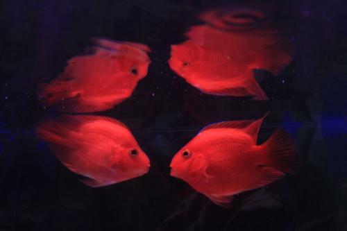 血鹦鹉鱼怎么养，红鹦鹉鱼怎么养（血鹦鹉的饲养教程<上>）