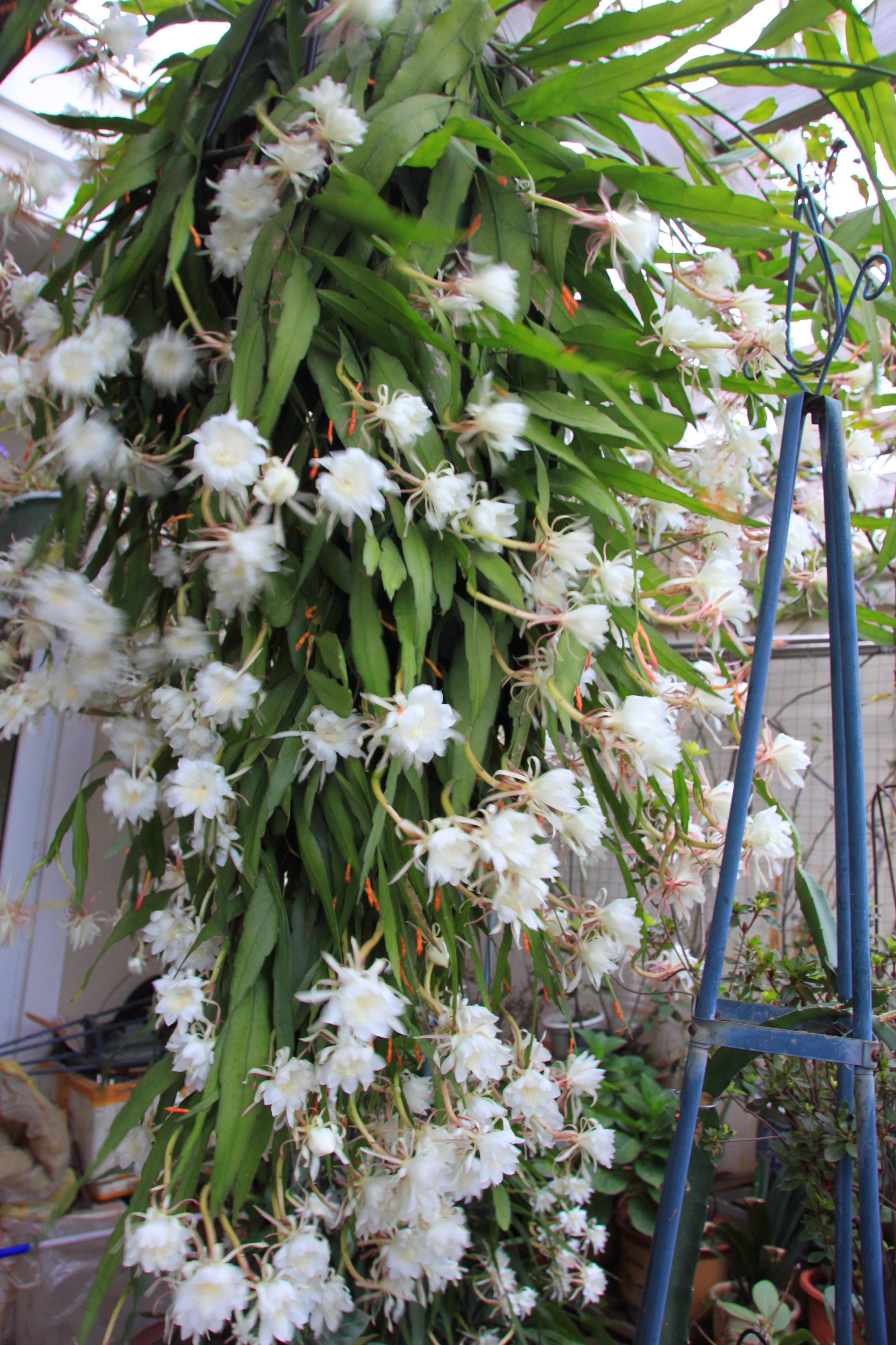人间四月天,美国小叶昙花的食用图片