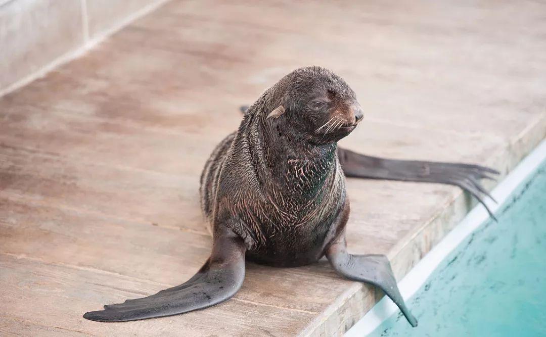 海狗胡须多少钱一根(极地肥兽) - 价格百科