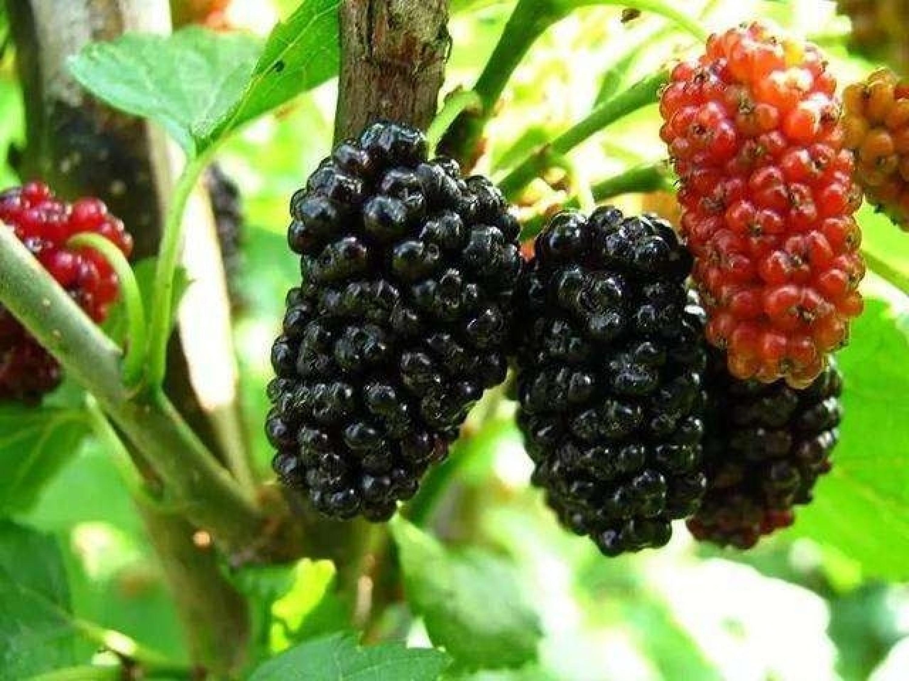 桑葚的适宜人群