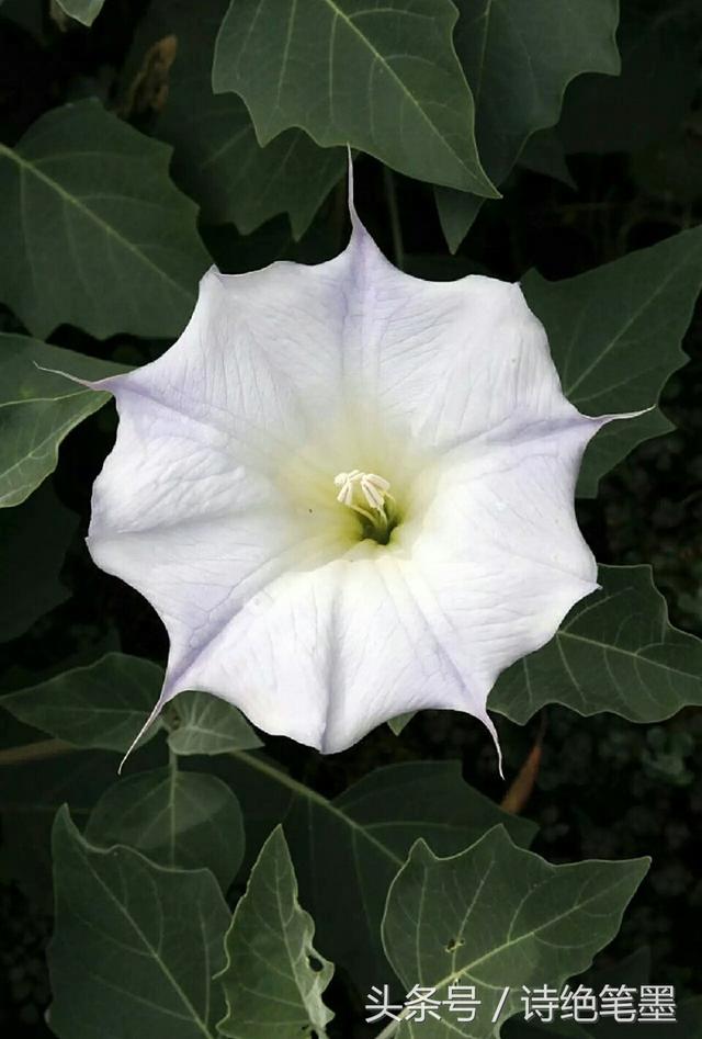 月光花是什么月光花特征介绍，月光花是什么样的花呢（令人陶醉<一起来欣赏吧>）