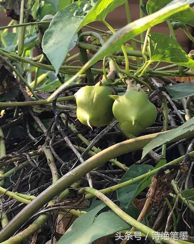 月光花是什么月光花特征介绍，月光花是什么样的花呢（令人陶醉<一起来欣赏吧>）