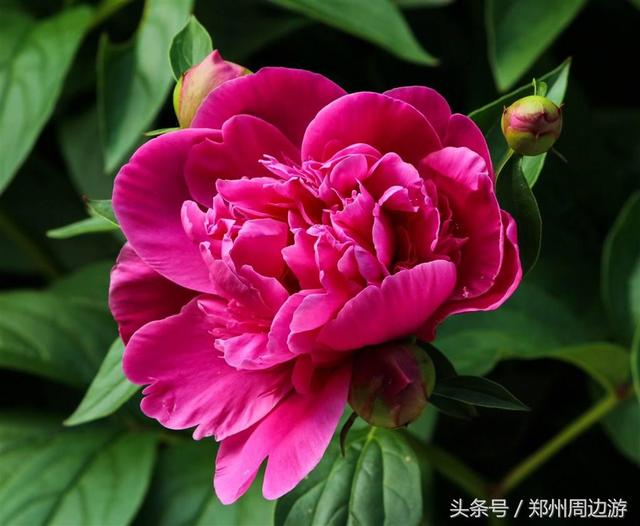 形容牡丹花的词语(这些描写牡丹诗词和花一样美丽)