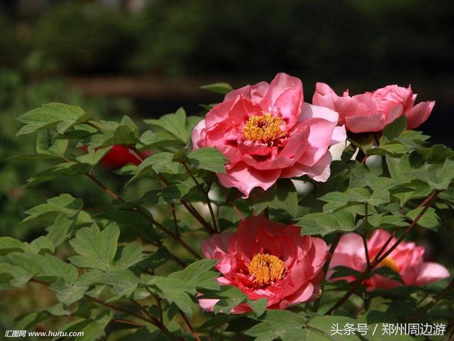 形容牡丹花的词语（这些描写牡丹诗词和花一样美丽）