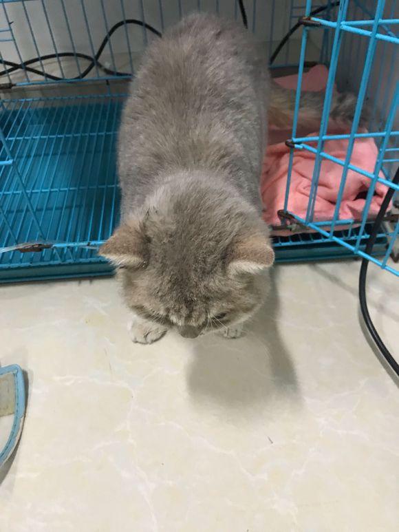 治疗猫瘟大概多少钱 治疗猫瘟大概在多少钱左右