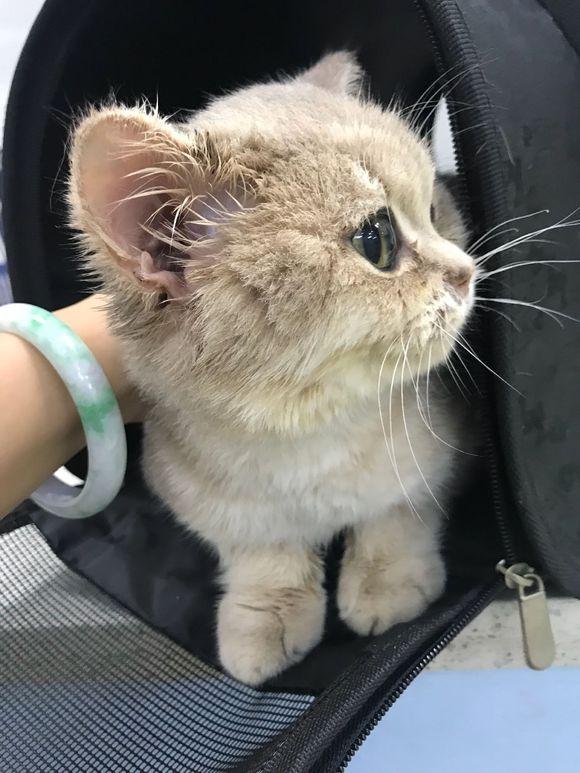 治疗猫瘟大概多少钱 治疗猫瘟大概在多少钱左右