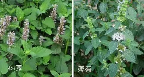 仙草是什么，红楼梦中绛珠仙草是什么（烧仙草，到底是什么草）