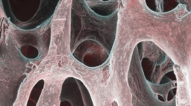 试述骨组织的组成结构和功能，试述骨组织的组成结构和功能包括（人体骨骼的结构和成分）