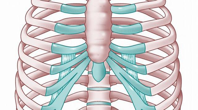试述骨组织的组成结构和功能，试述骨组织的组成结构和功能包括（人体骨骼的结构和成分）