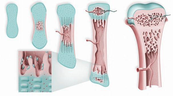 试述骨组织的组成结构和功能，试述骨组织的组成结构和功能包括（人体骨骼的结构和成分）