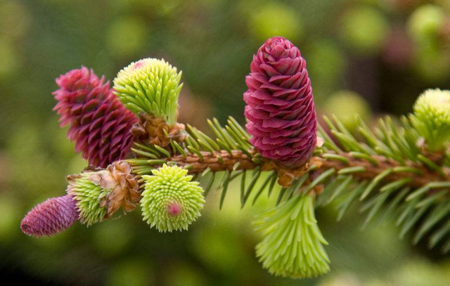 代表毁灭与重生的花,代表毁灭与重生的花是什么花(3种代表重生的植物)