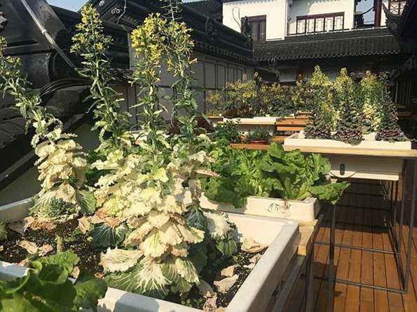 罗勒叶，朋友家这7种蔬菜水果能吃一年四季（罗勒叶怎么读）