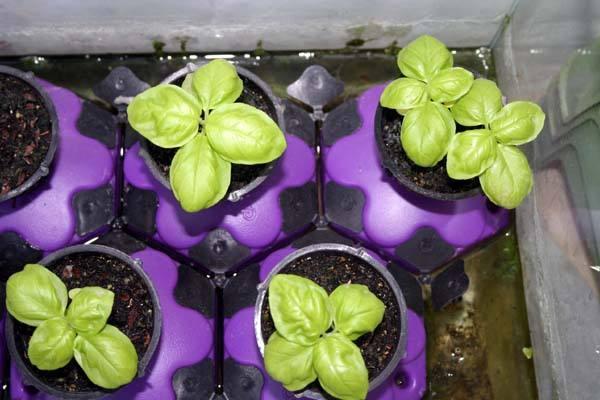 罗勒叶，朋友家这7种蔬菜水果能吃一年四季（罗勒叶怎么读）