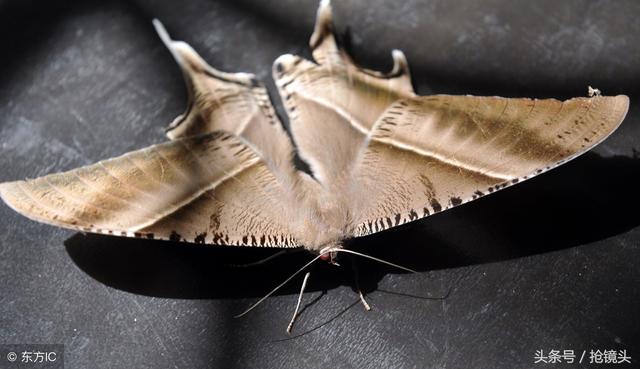 蝴蝶的鳞粉(怎样区分蝴蝶和蛾子)