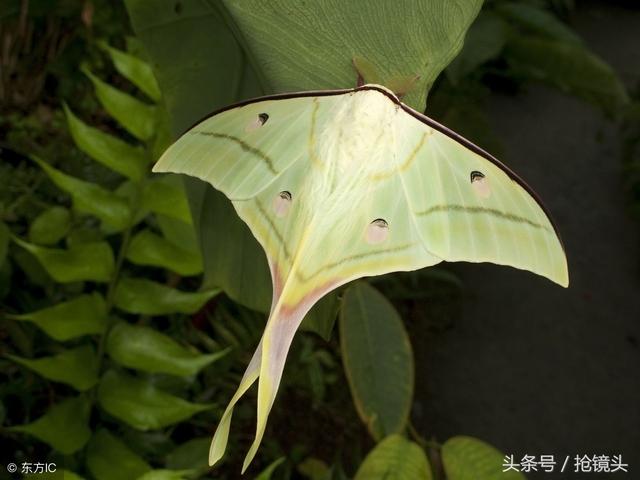 蝴蝶的鳞粉（怎样区分蝴蝶和蛾子）