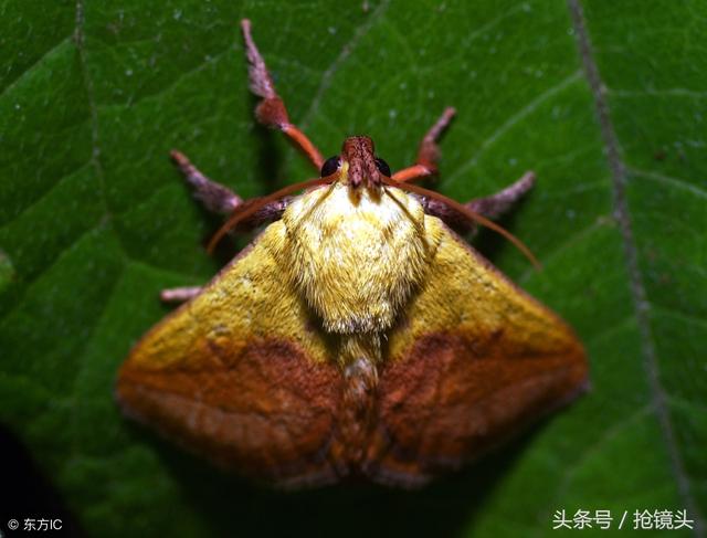 蝴蝶的鳞粉（怎样区分蝴蝶和蛾子）