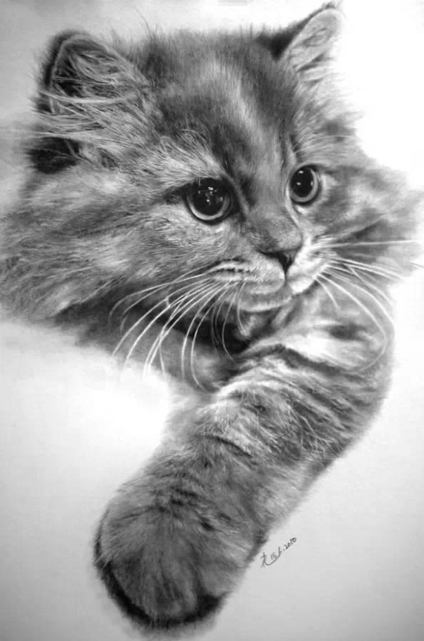 简单几步画一只可爱的小猫，一步一步画一只小猫咪简单（教你快速学会画猫咪）