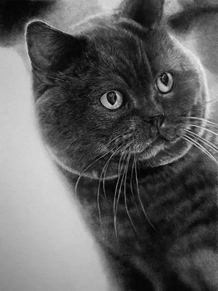简单几步画一只可爱的小猫，一步一步画一只小猫咪简单（教你快速学会画猫咪）
