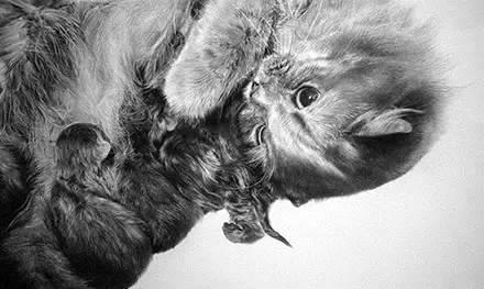 简单几步画一只可爱的小猫，一步一步画一只小猫咪简单（教你快速学会画猫咪）