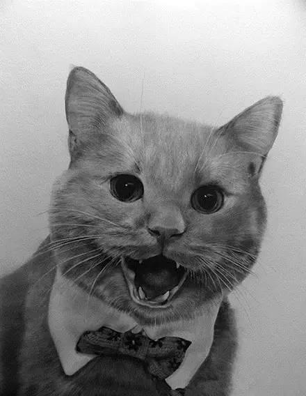 简单几步画一只可爱的小猫，一步一步画一只小猫咪简单（教你快速学会画猫咪）